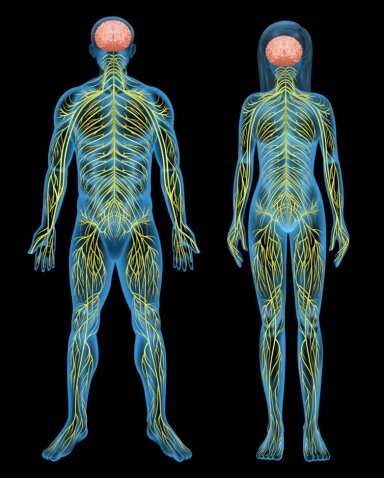 capacite-active-systeme-neurovegetatif